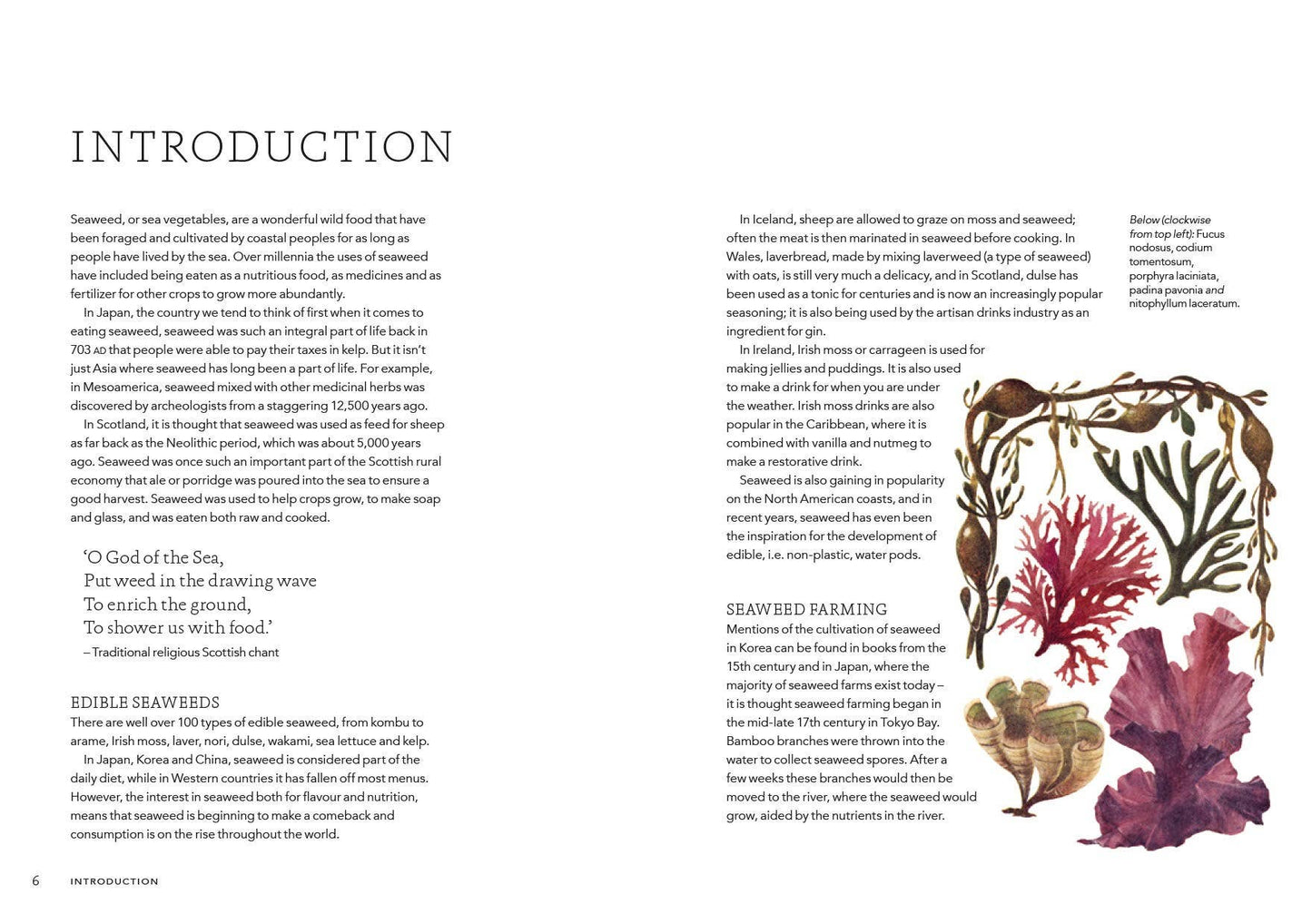 Seaweed Cookbook: Unveiling the Health Benefits and Culinary Versatility of Seaweed - Concordia Style Boutique