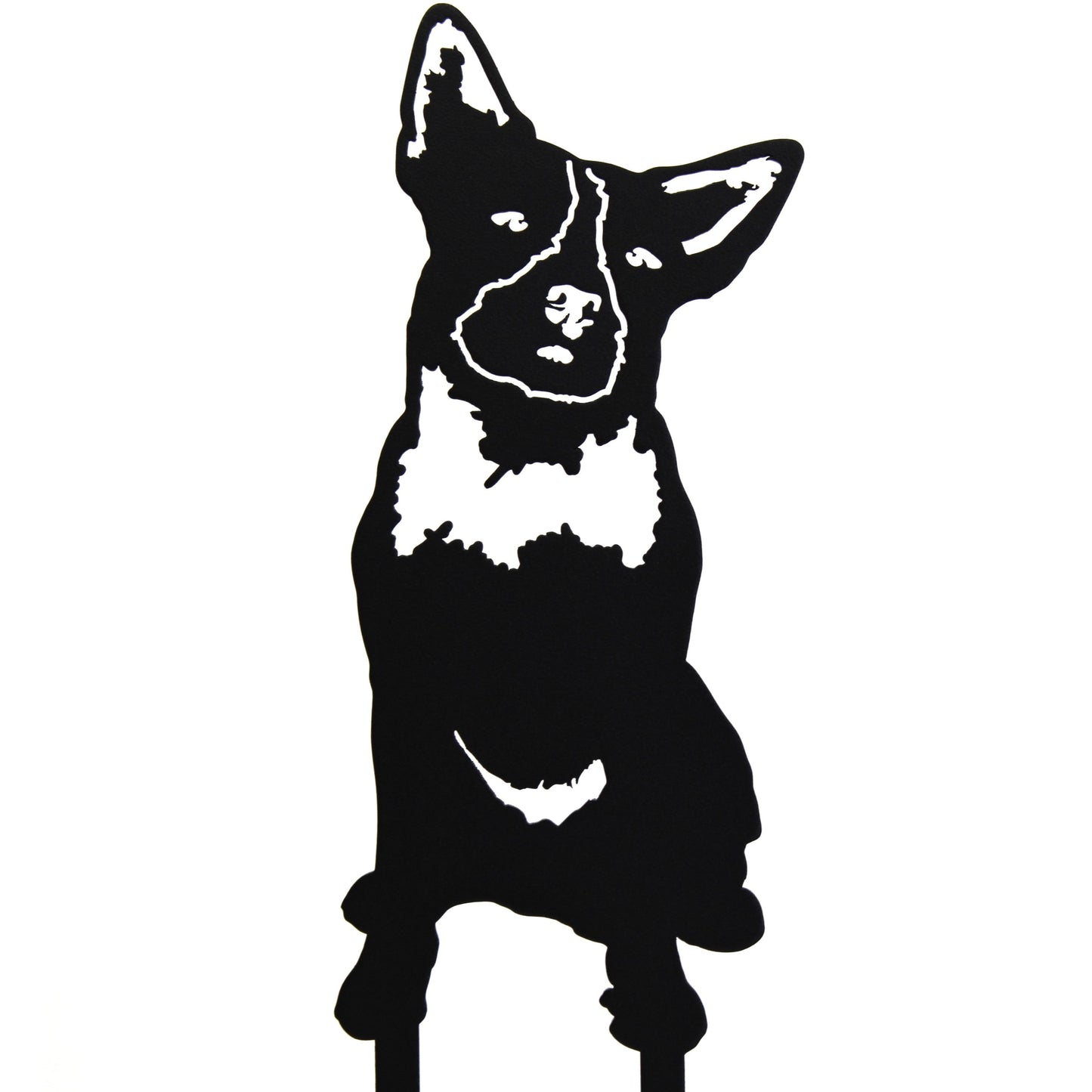 Australian Cattle Dog