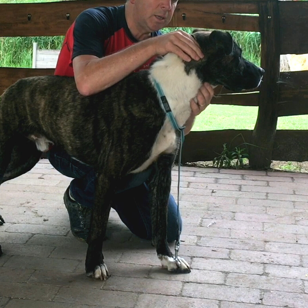 Trigger Point Therapy for Dogs (2.5 hrs) - Concordia Style Boutique