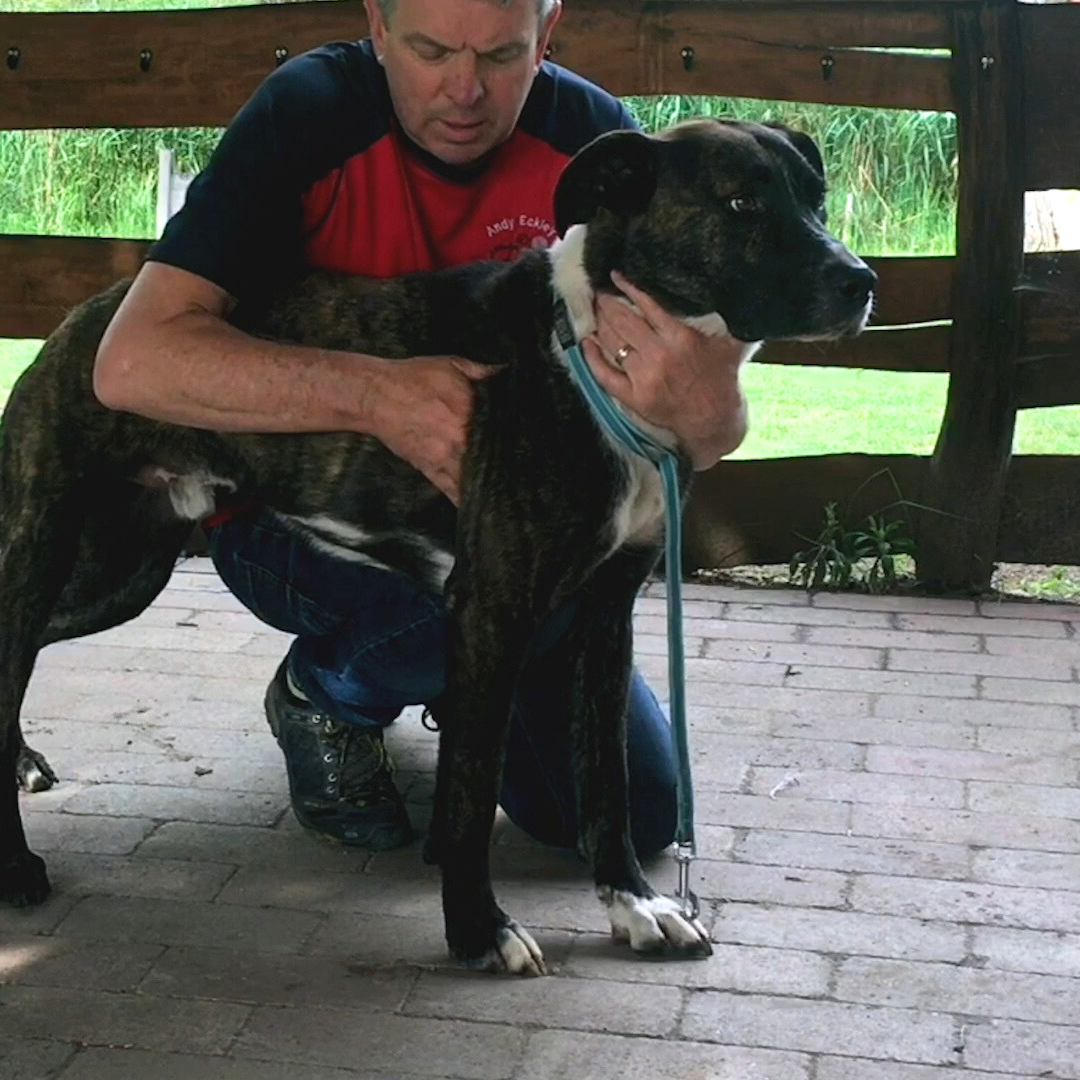 Trigger Point Therapy for Dogs (2.5 hrs) - Concordia Style Boutique
