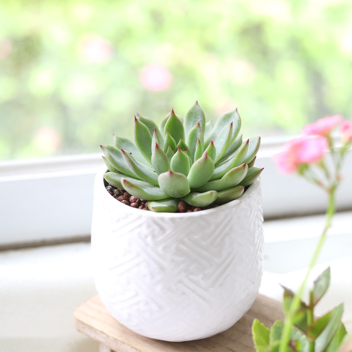 Echeveria Agavoides Christmas