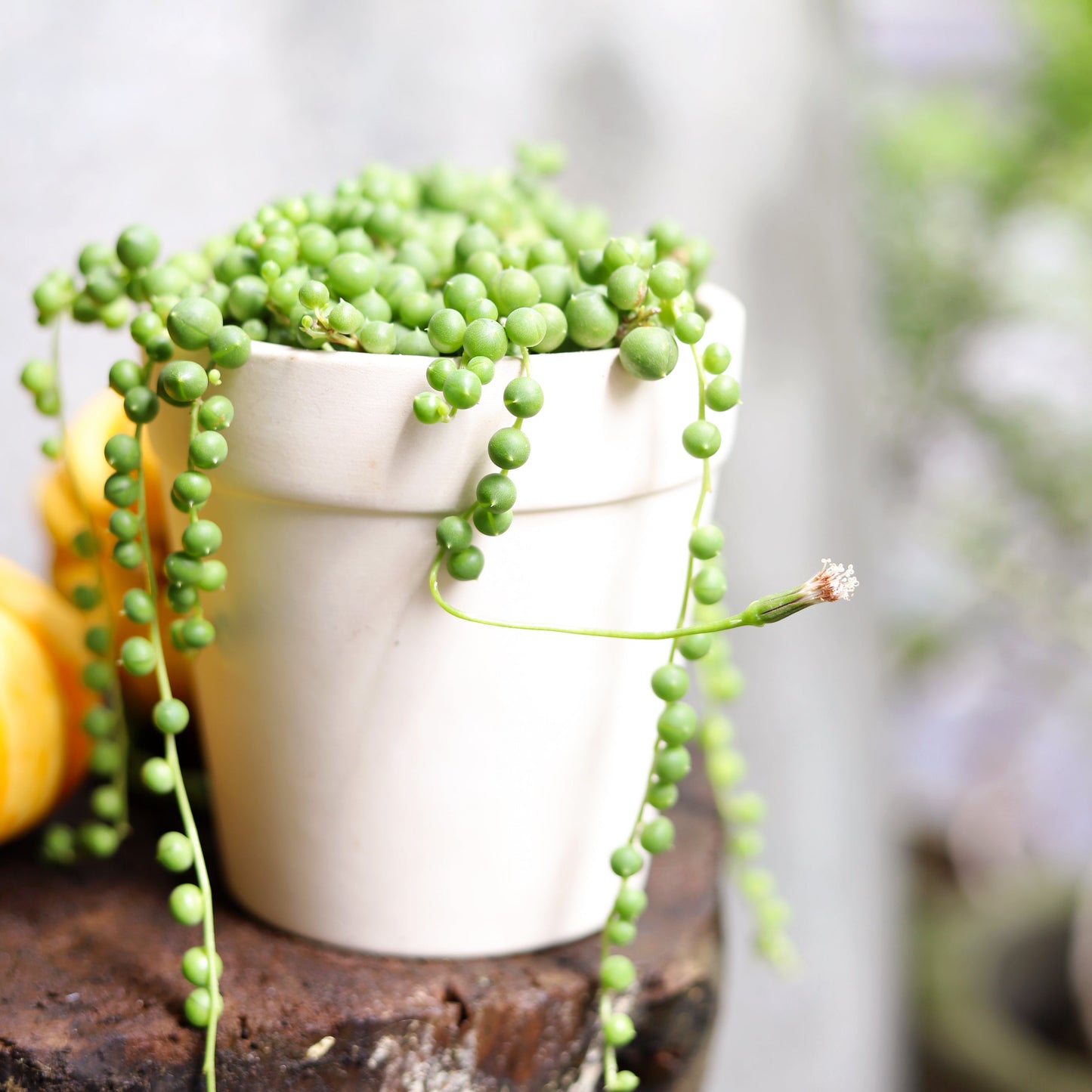 White Porcelain Cylinder Pot with Saucer