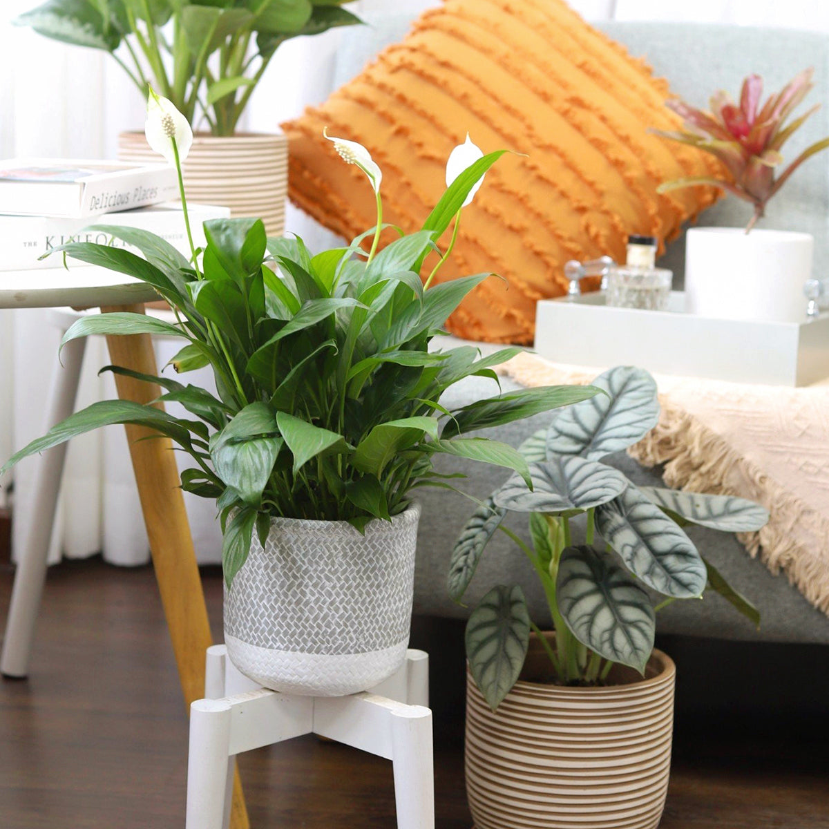 6 inch Reed Grey Round Cement Planter