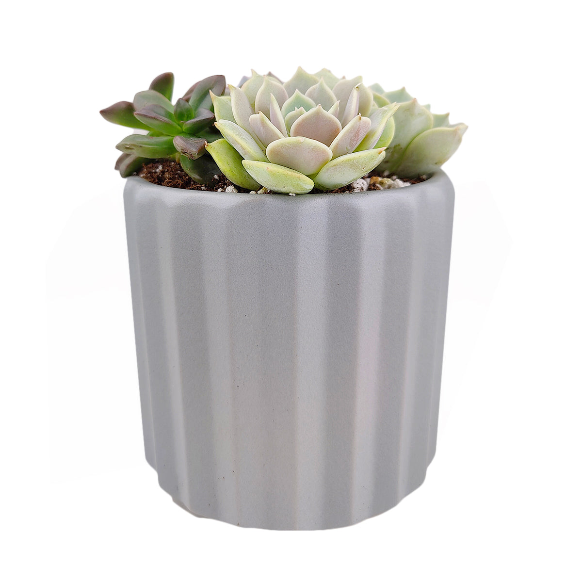 Succulent Arrangement in Grey Ceramic Faux Cement Planter