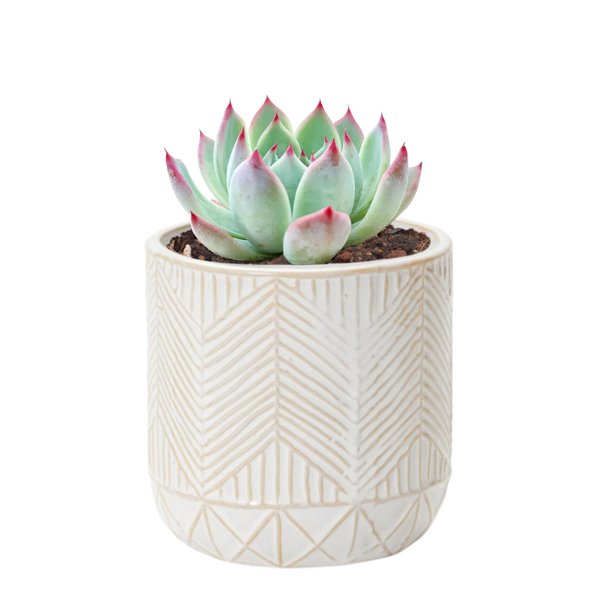 Whitcomb White Ceramic Pot
