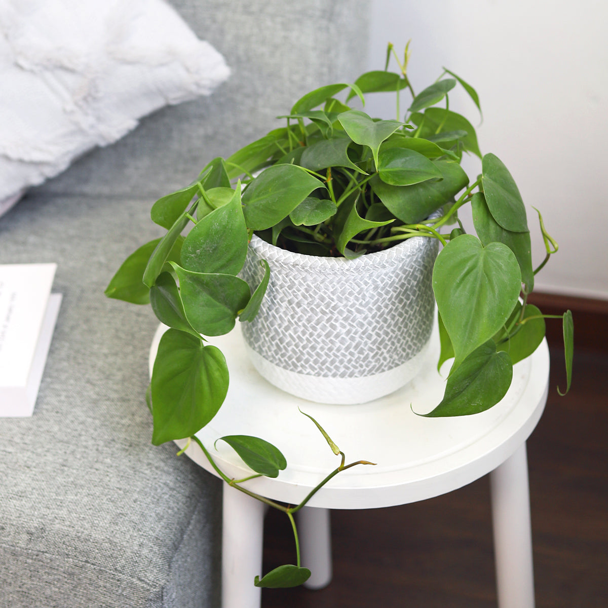 6 inch Reed Grey Round Cement Planter