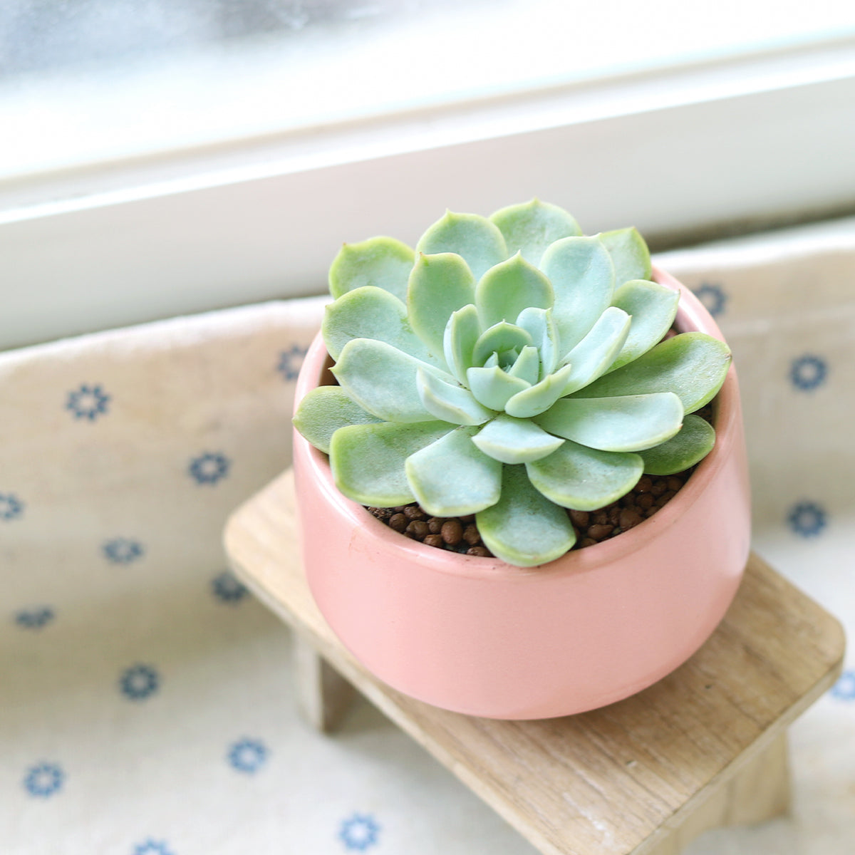 Echeveria Elegans Mexican Snowball