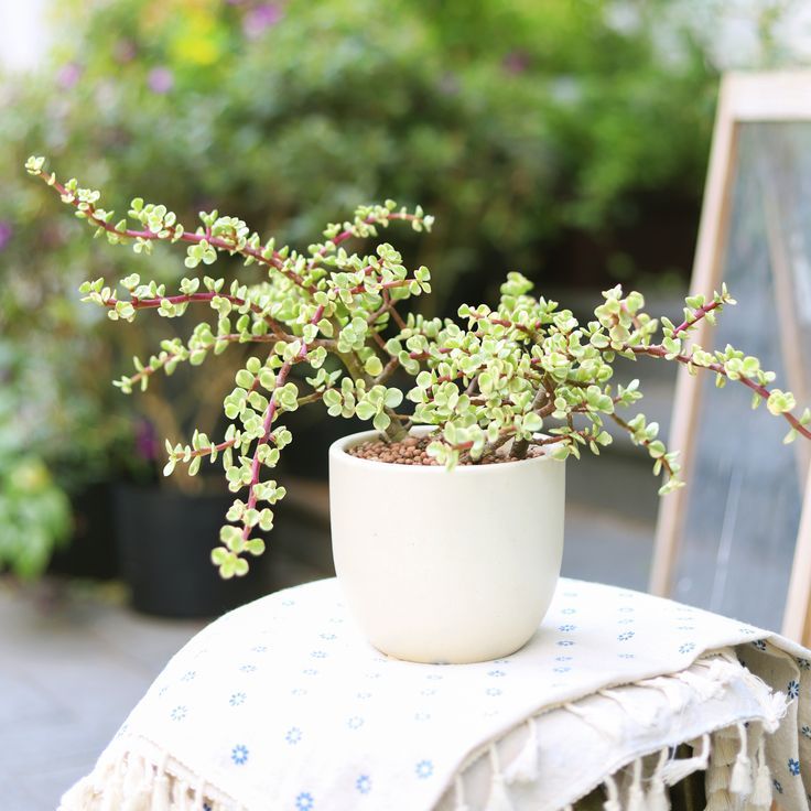 Elephant Bush