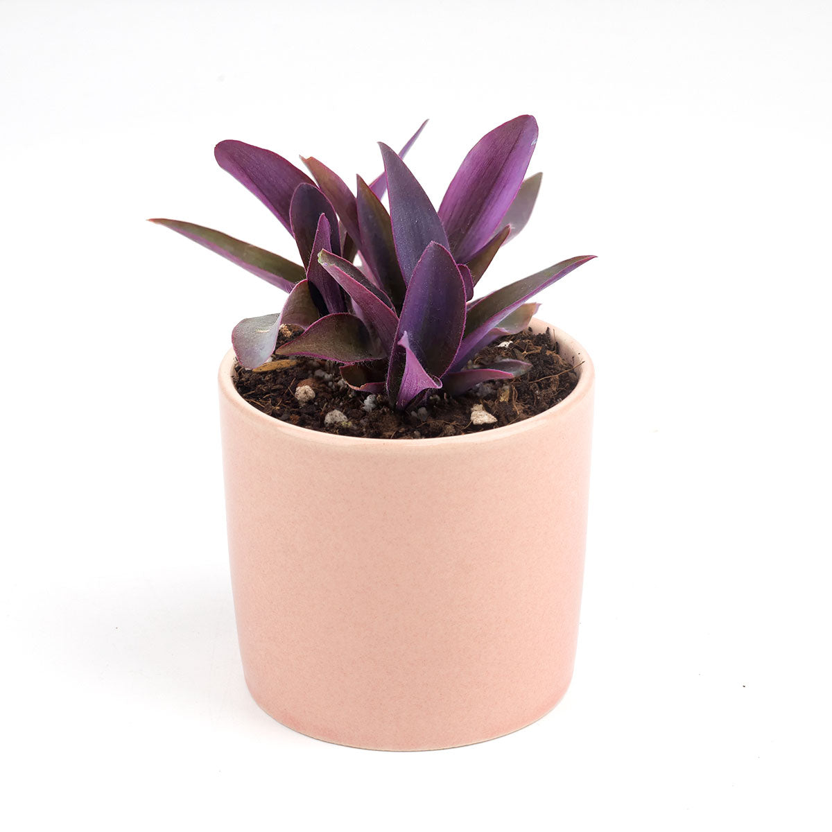 Purple Heart Tradescantia Pallida