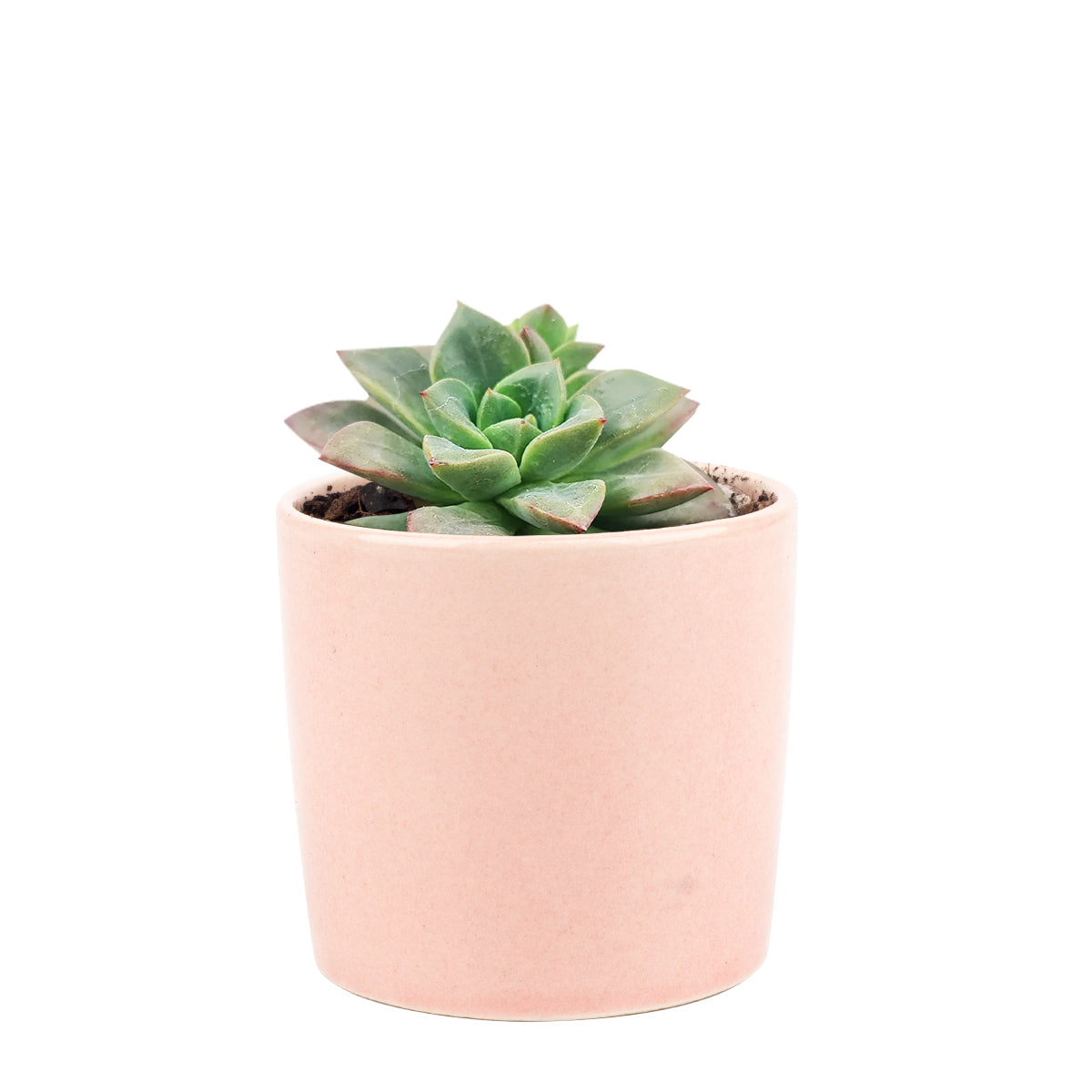 Echeveria Compressicaulis