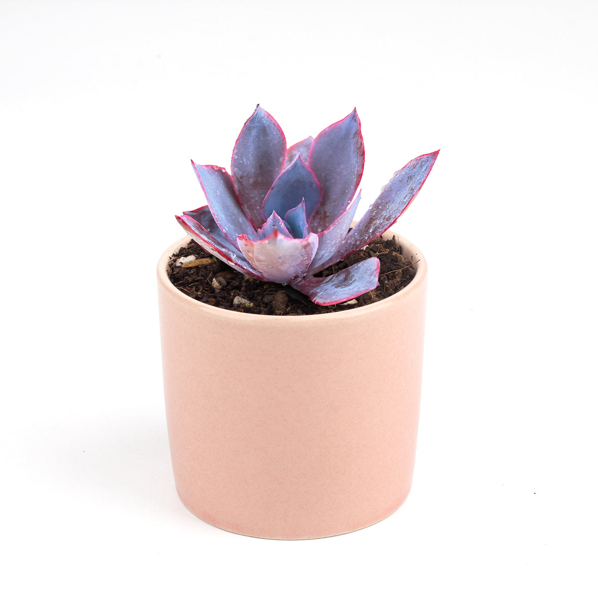 Echeveria Afterglow