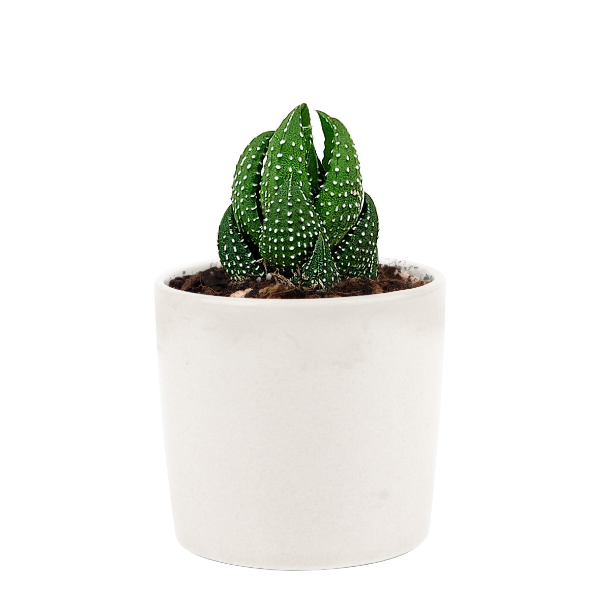 Haworthia Pumila African Pearl - Premium Succulents from Succulents Box - Just $6.75! Shop now at Concordia Style Boutique