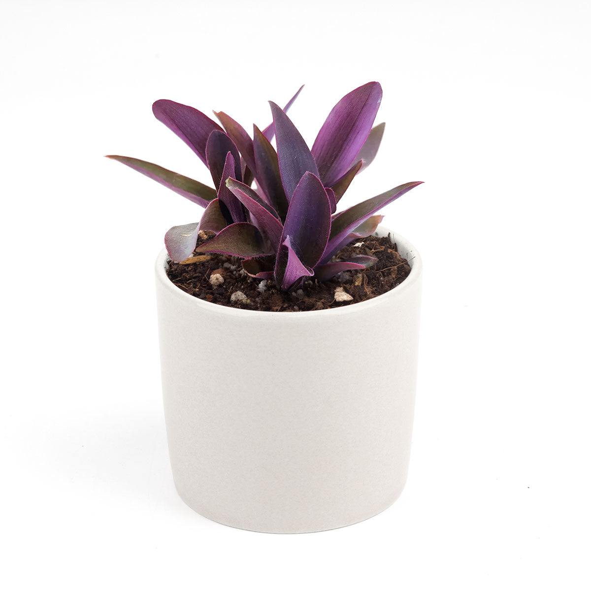 Purple Heart Tradescantia Pallida