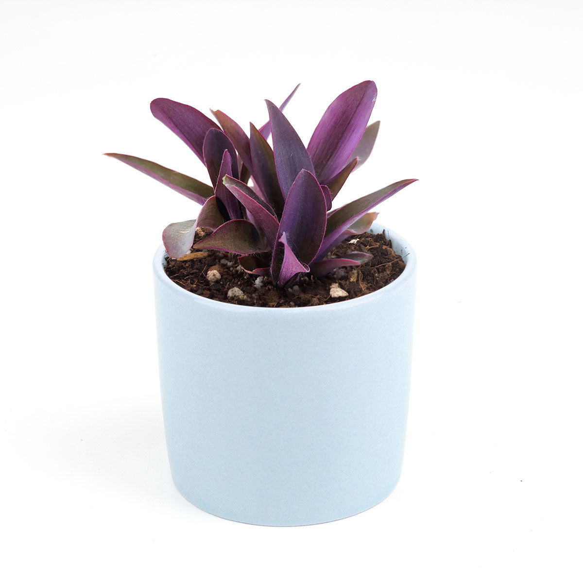 Purple Heart Tradescantia Pallida