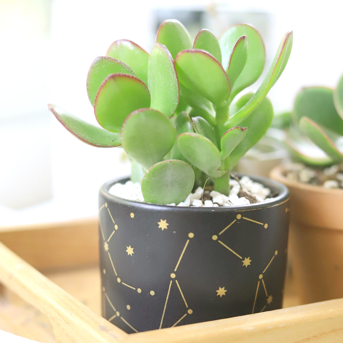 Celestial Pot