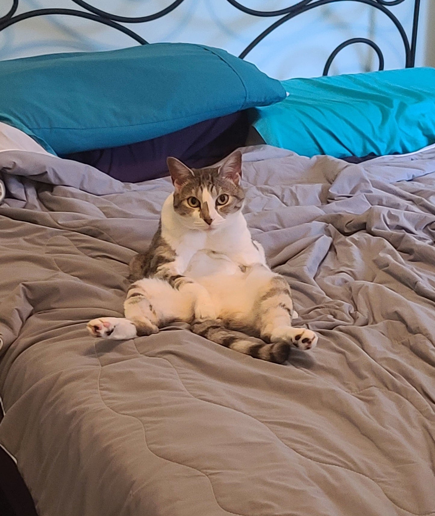 "Can I help you with something?" Sarcastic Cat Sticker