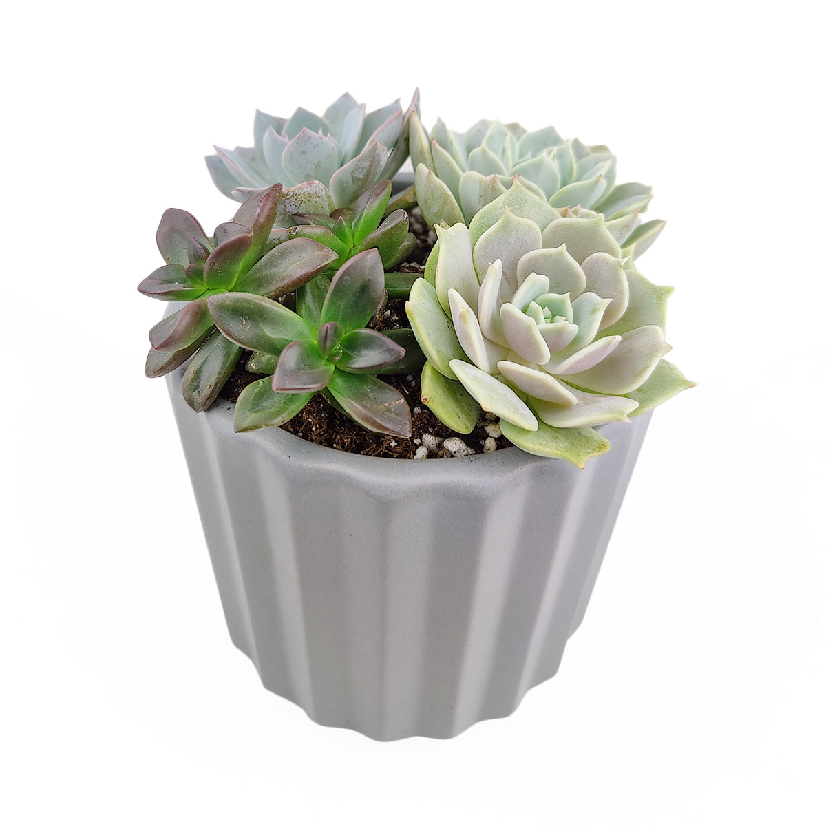 Succulent Arrangement in Grey Ceramic Faux Cement Planter
