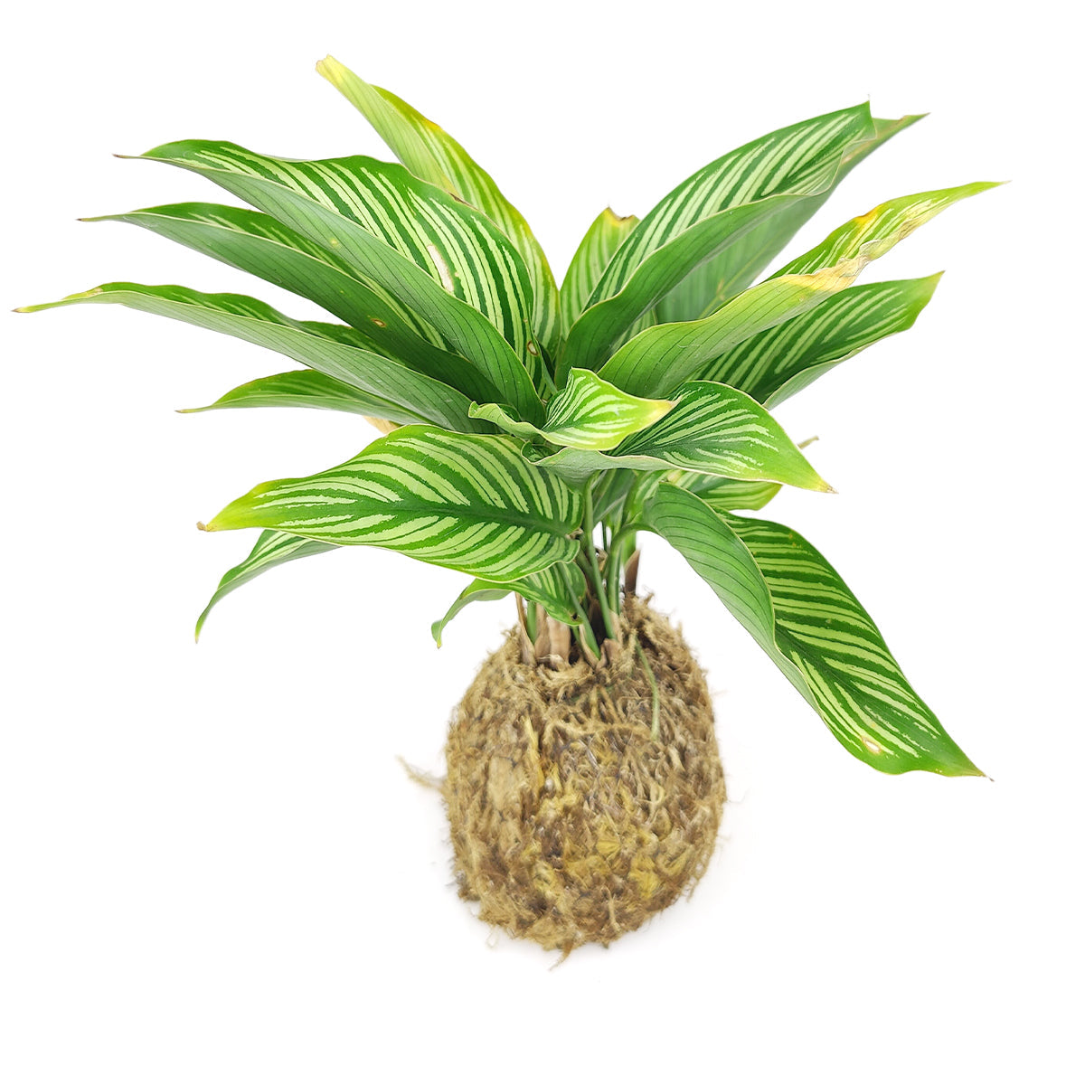 4" Kokedama
