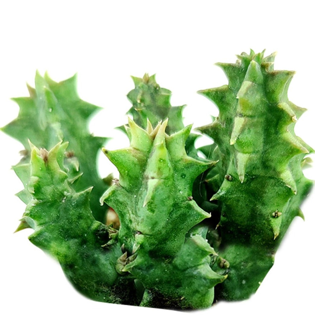 Orbea Variegata Cactus