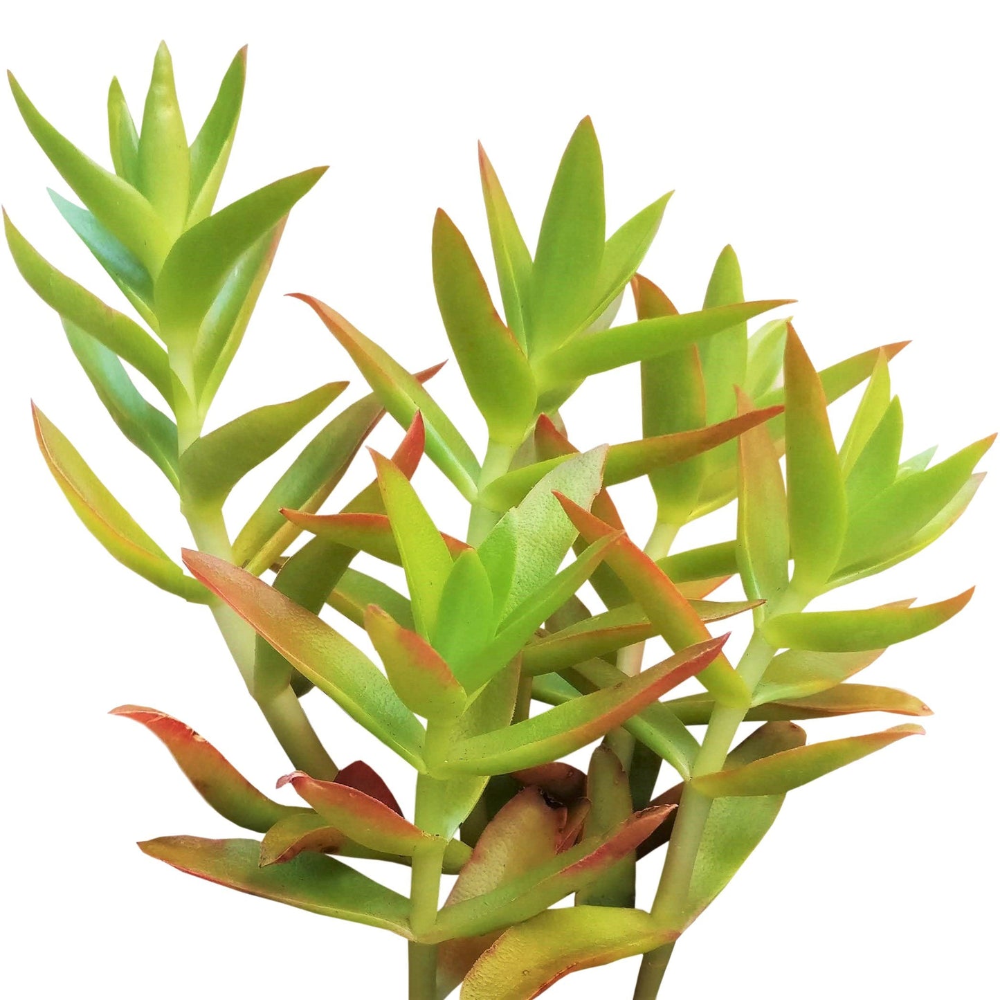 Crassula Campfire Plant - Premium Succulents from Succulents Box - Just $6.75! Shop now at Concordia Style Boutique