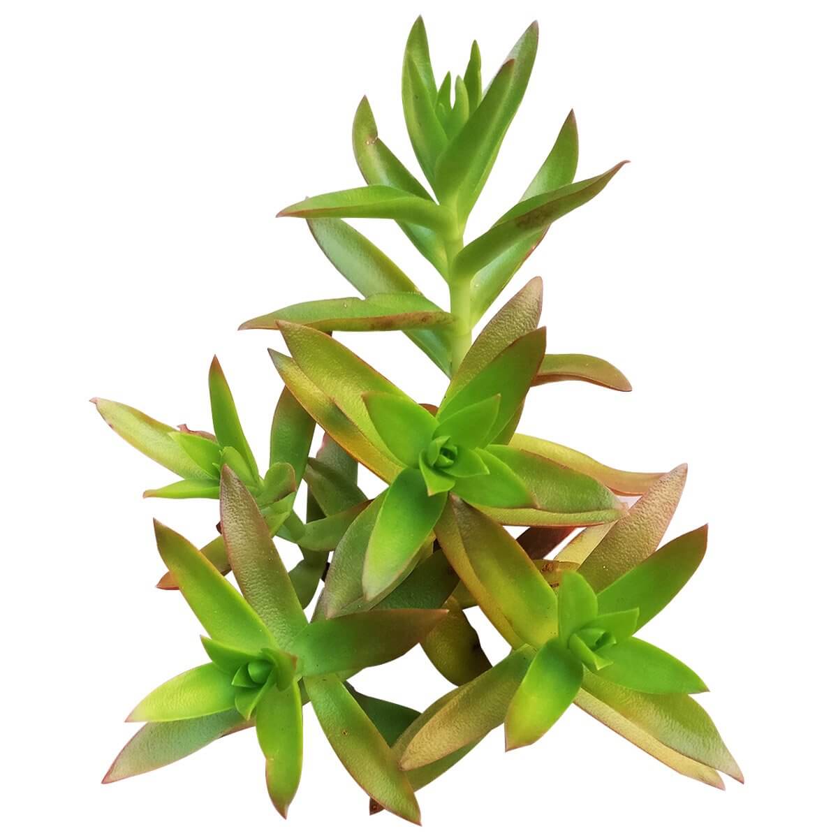 Crassula Campfire Plant - Premium Succulents from Succulents Box - Just $6.75! Shop now at Concordia Style Boutique