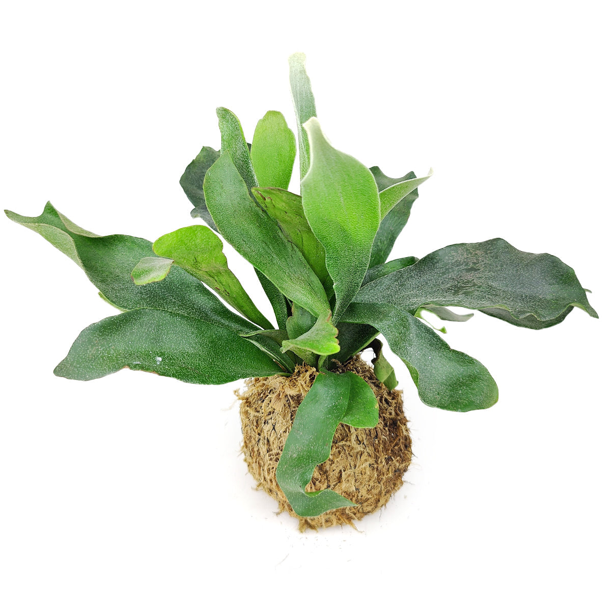 4" Kokedama