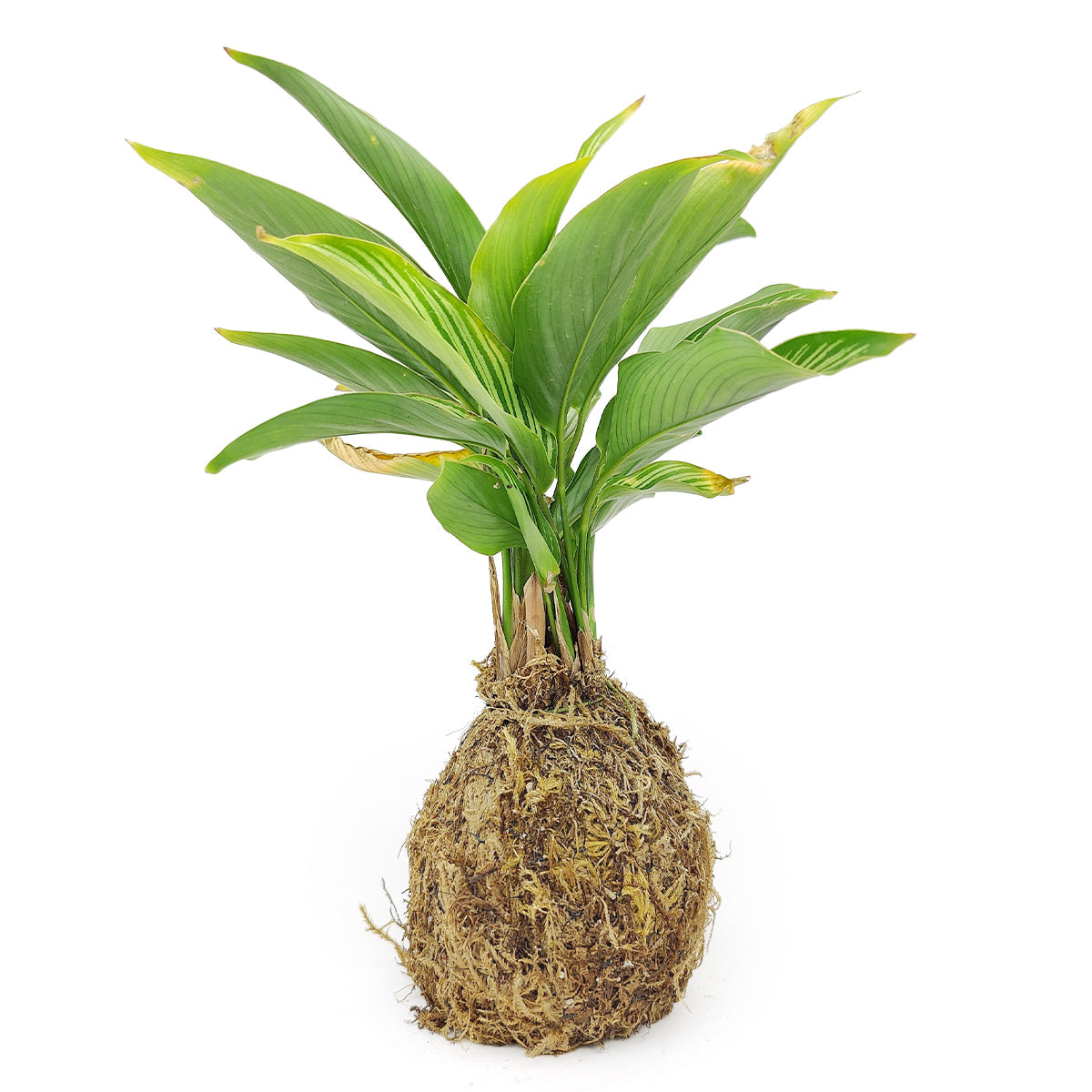 4" Kokedama