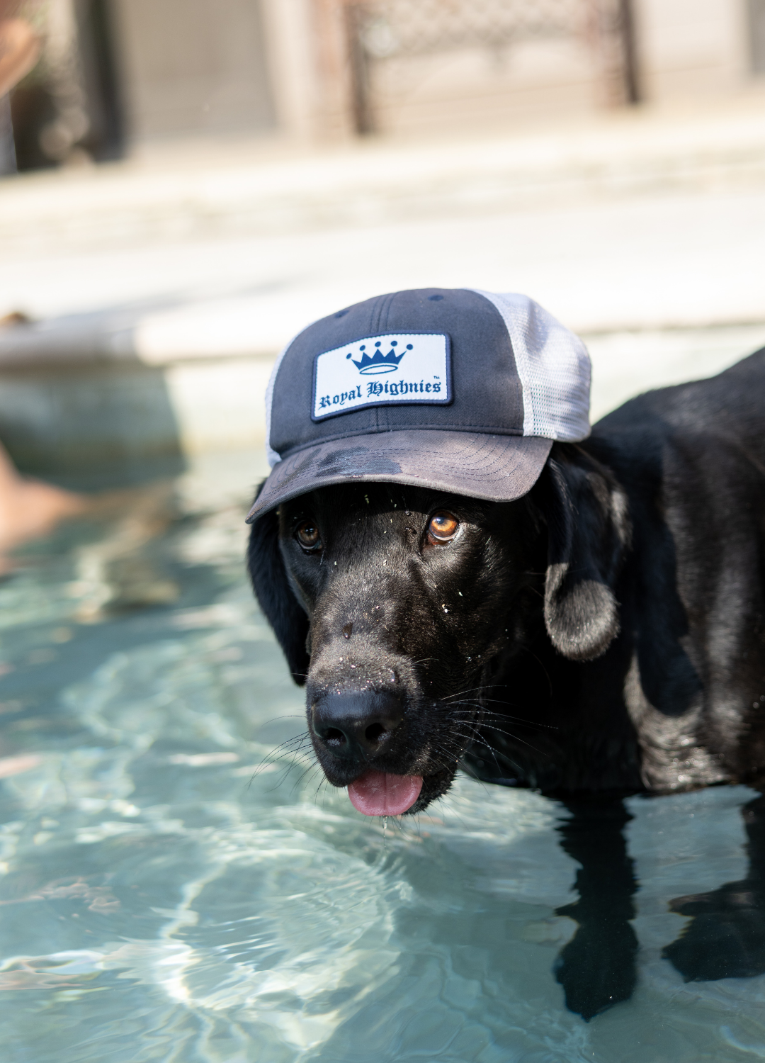 Highnies Badge Trucker Hat - Concordia Style Boutique