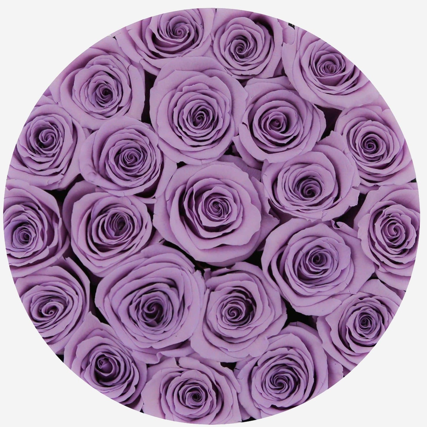Classic Black Box | Lavender Roses
