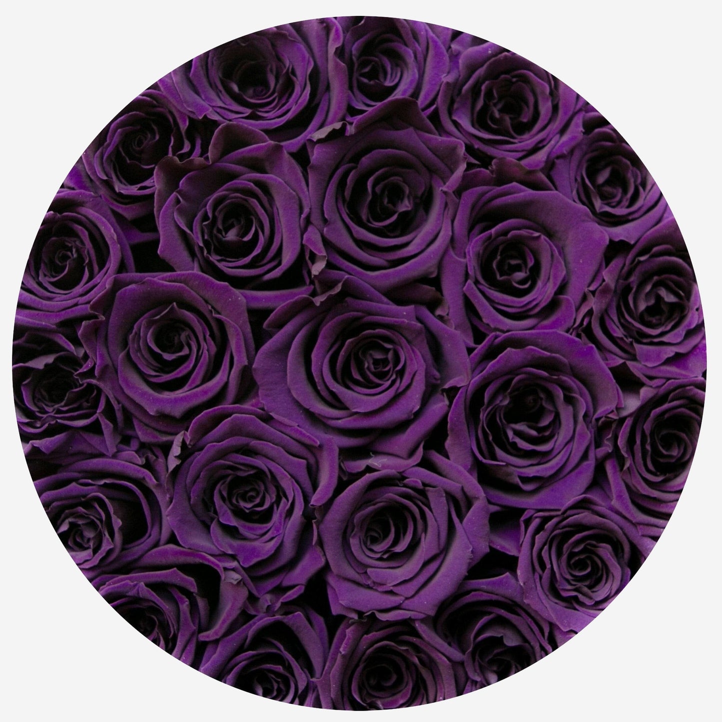 Classic Gold Box | Dark Purple Roses