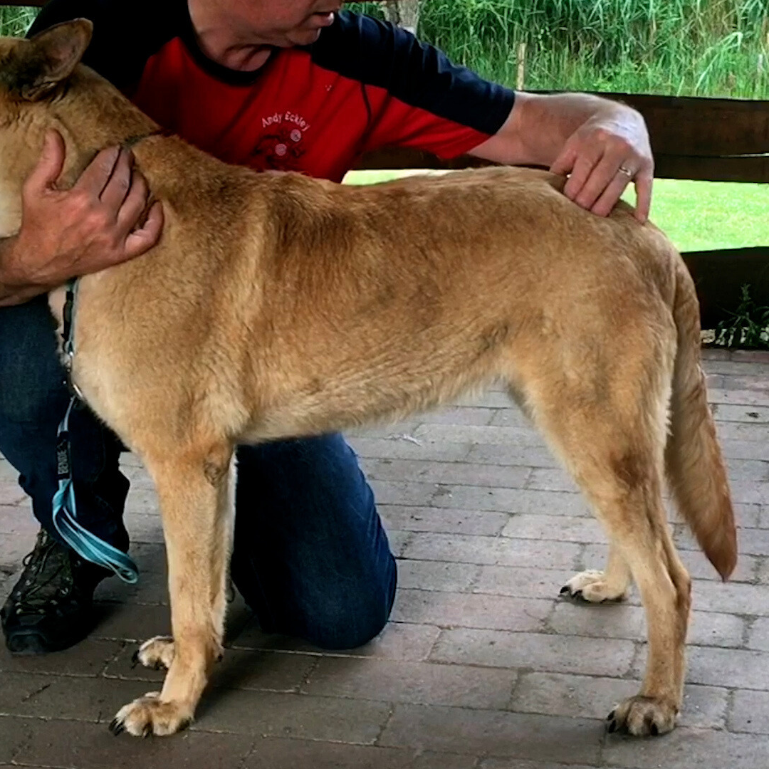 Trigger Point Therapy for Dogs (2.5 hrs) - Concordia Style Boutique