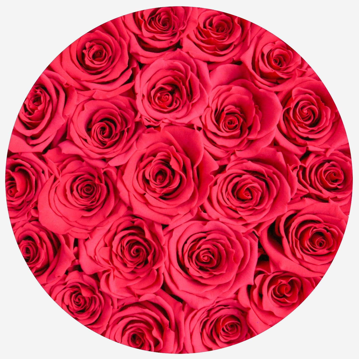 Classic White Box | Hot Pink Roses