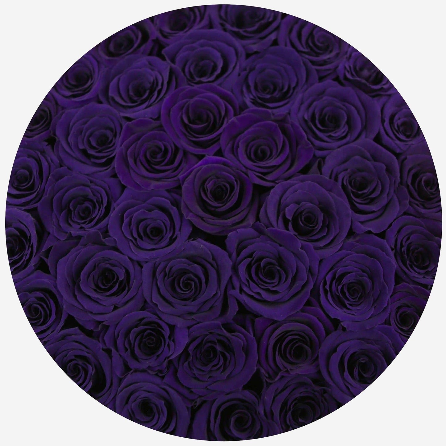 Supreme White Box | Dark Purple Roses