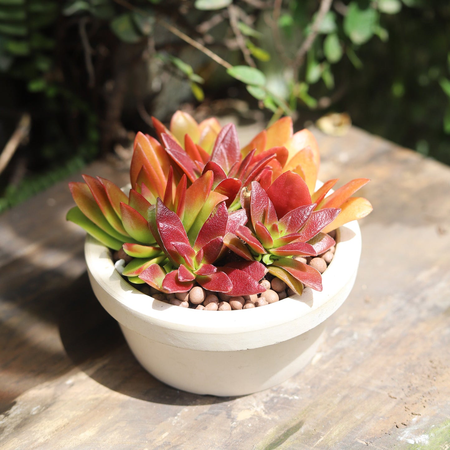 Crassula Campfire Plant - Premium Succulents from Succulents Box - Just $6.75! Shop now at Concordia Style Boutique