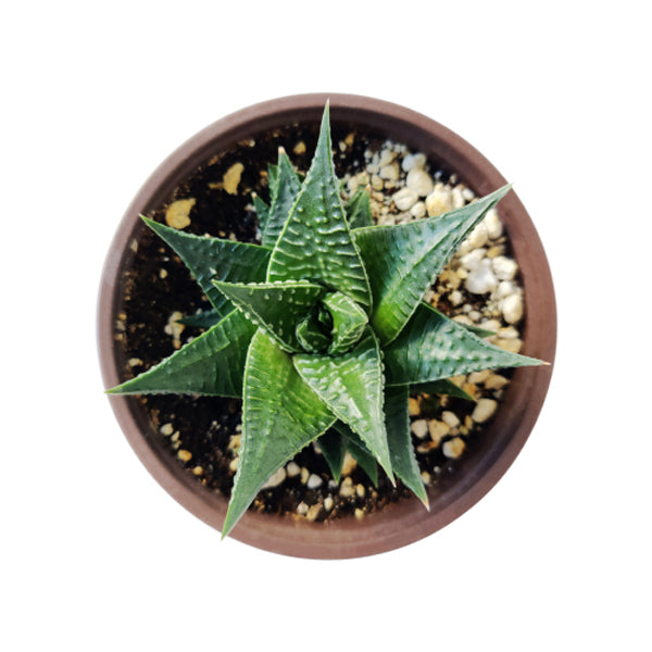 Fairy Washboard Haworthia