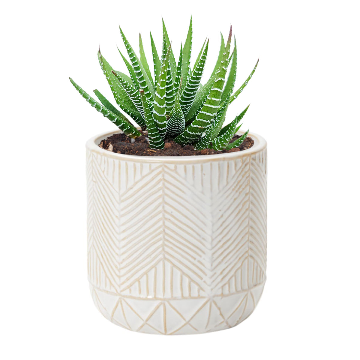 Whitcomb White Ceramic Pot
