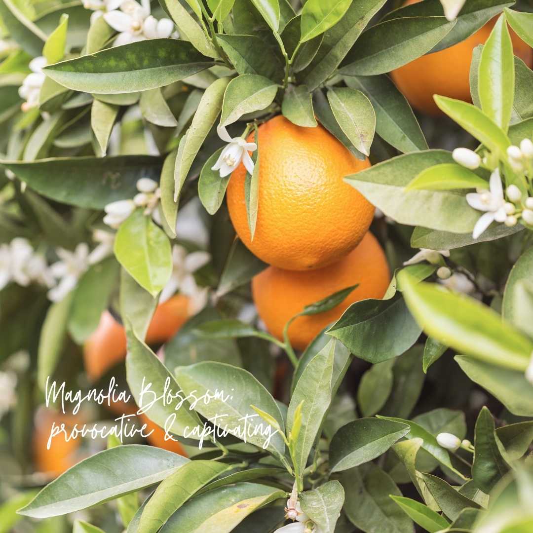 Candle Magnolia Mint Amber Glass: Wild Mint, Orange Blossom, Eucalyptus, Lemon, Mint + Tomato Leaf Scented
