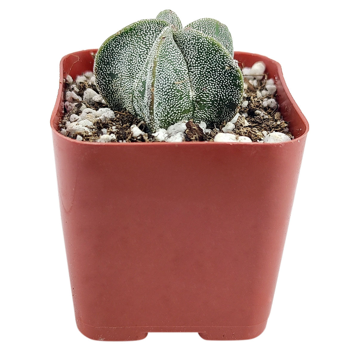 Bishop's Cap Cactus Astrophytum Myriostigma