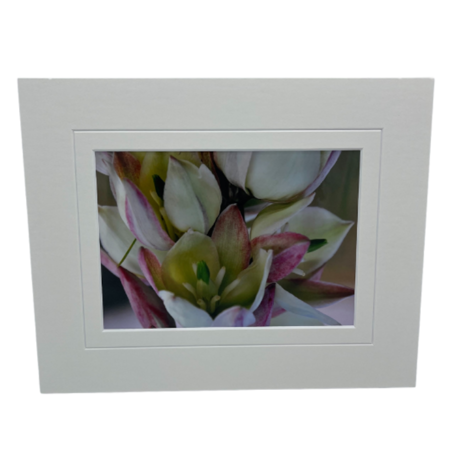 Curve-Leaf Yucca Photograph | 8x10 With White Or Black Border | 2 The Ends of the Earth