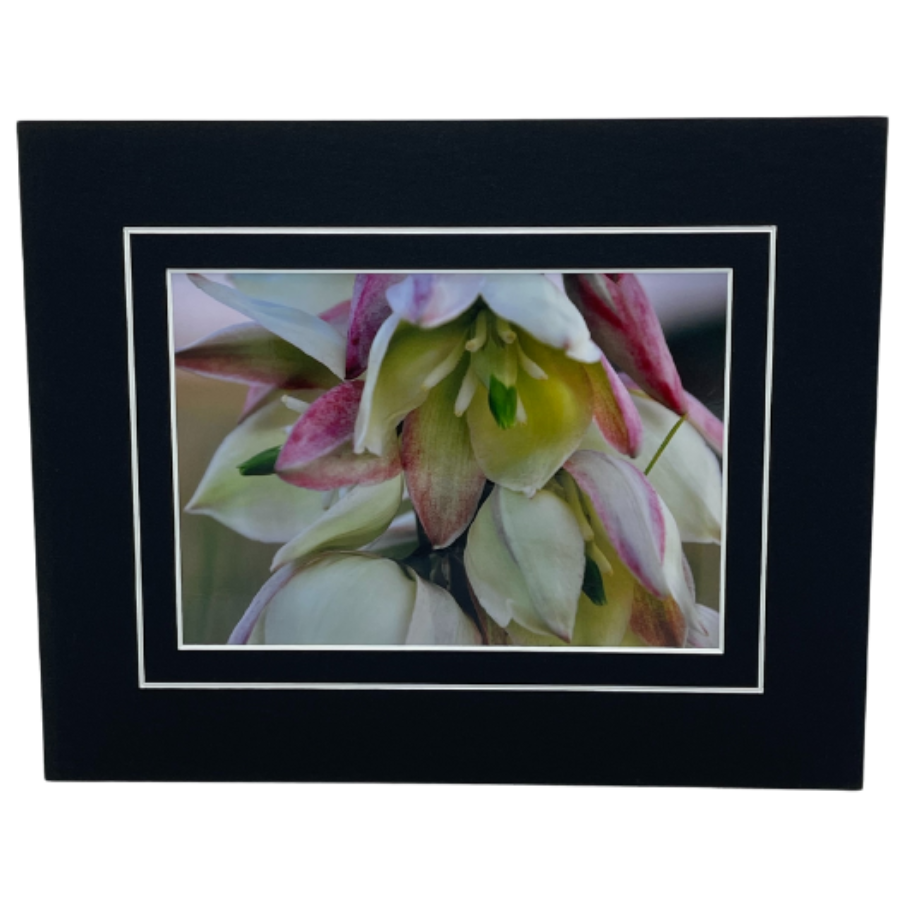 Curve-Leaf Yucca Photograph | 8x10 With White Or Black Border | 2 The Ends of the Earth