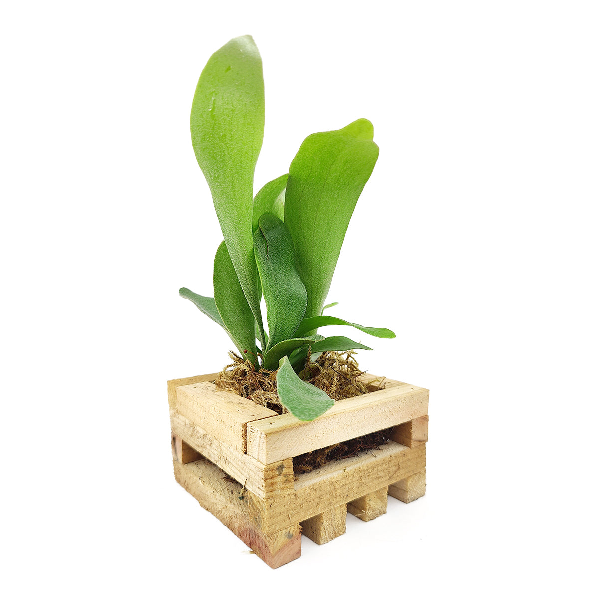 Small Staghorn Fern in Wood Planter