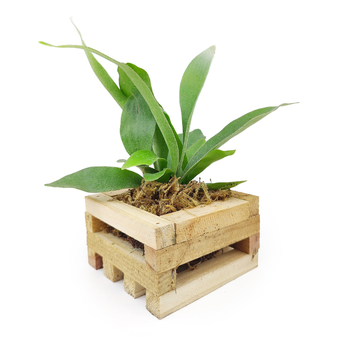 Small Staghorn Fern in Wood Planter