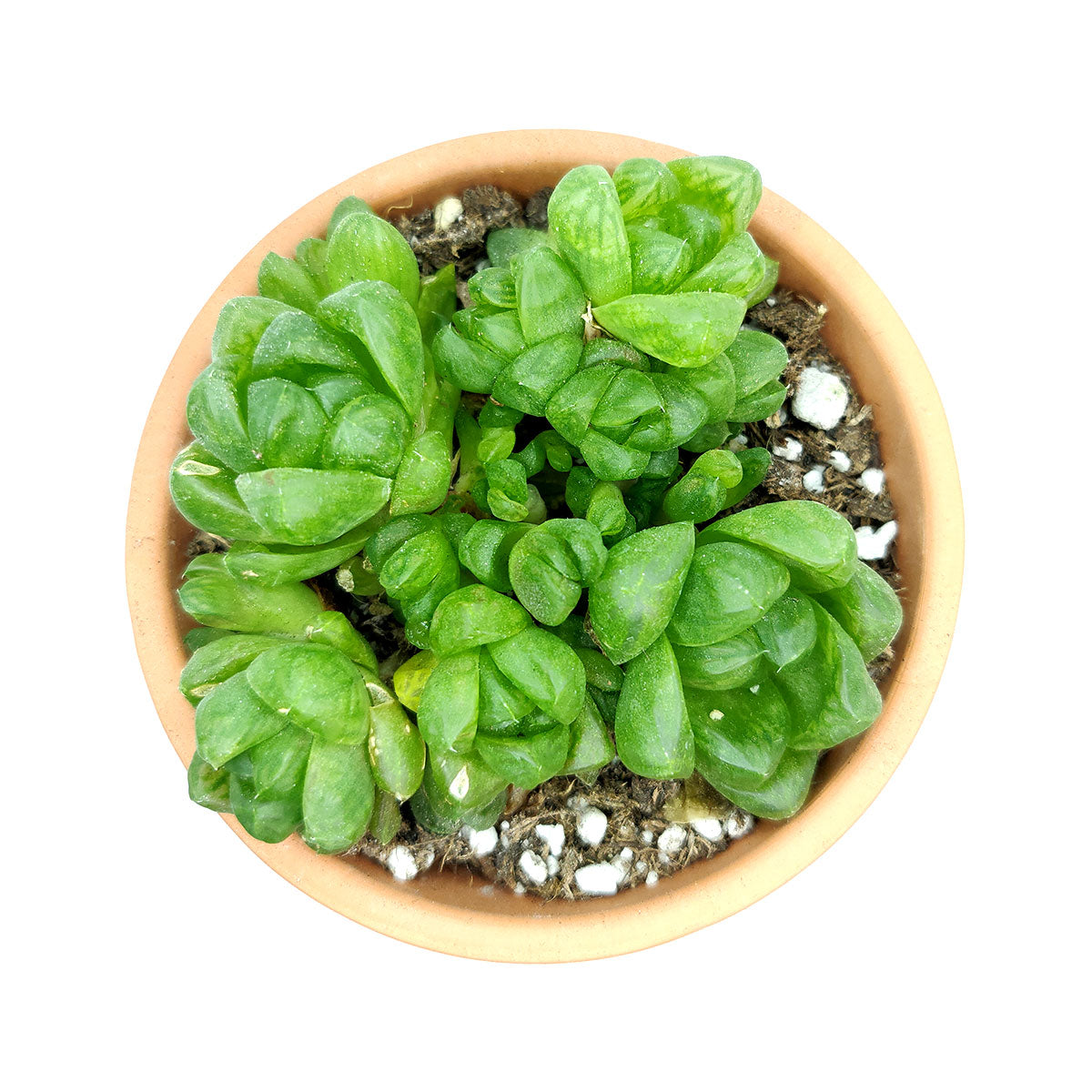 Haworthia Cymbiformis Var. Obtusa