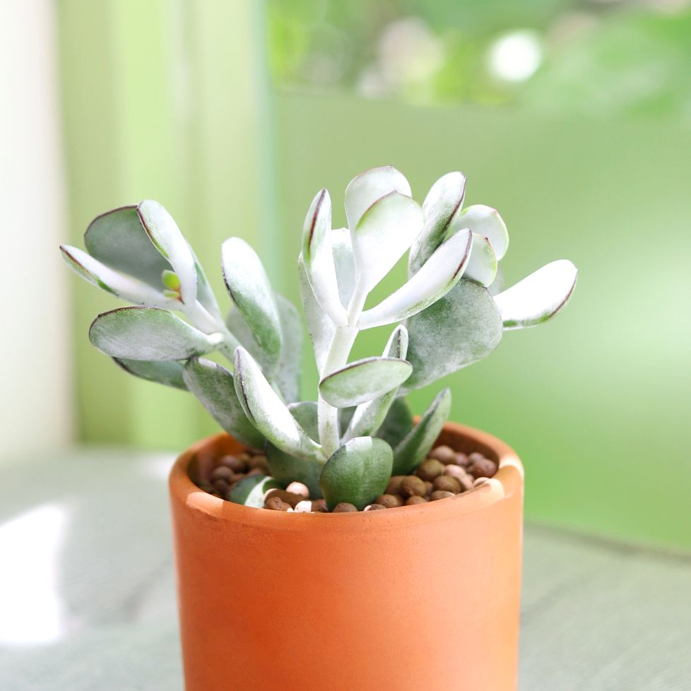 Cotyledon Orbiculata Pig's Ear - Premium Succulents from Succulents Box - Just $7.75! Shop now at Concordia Style Boutique