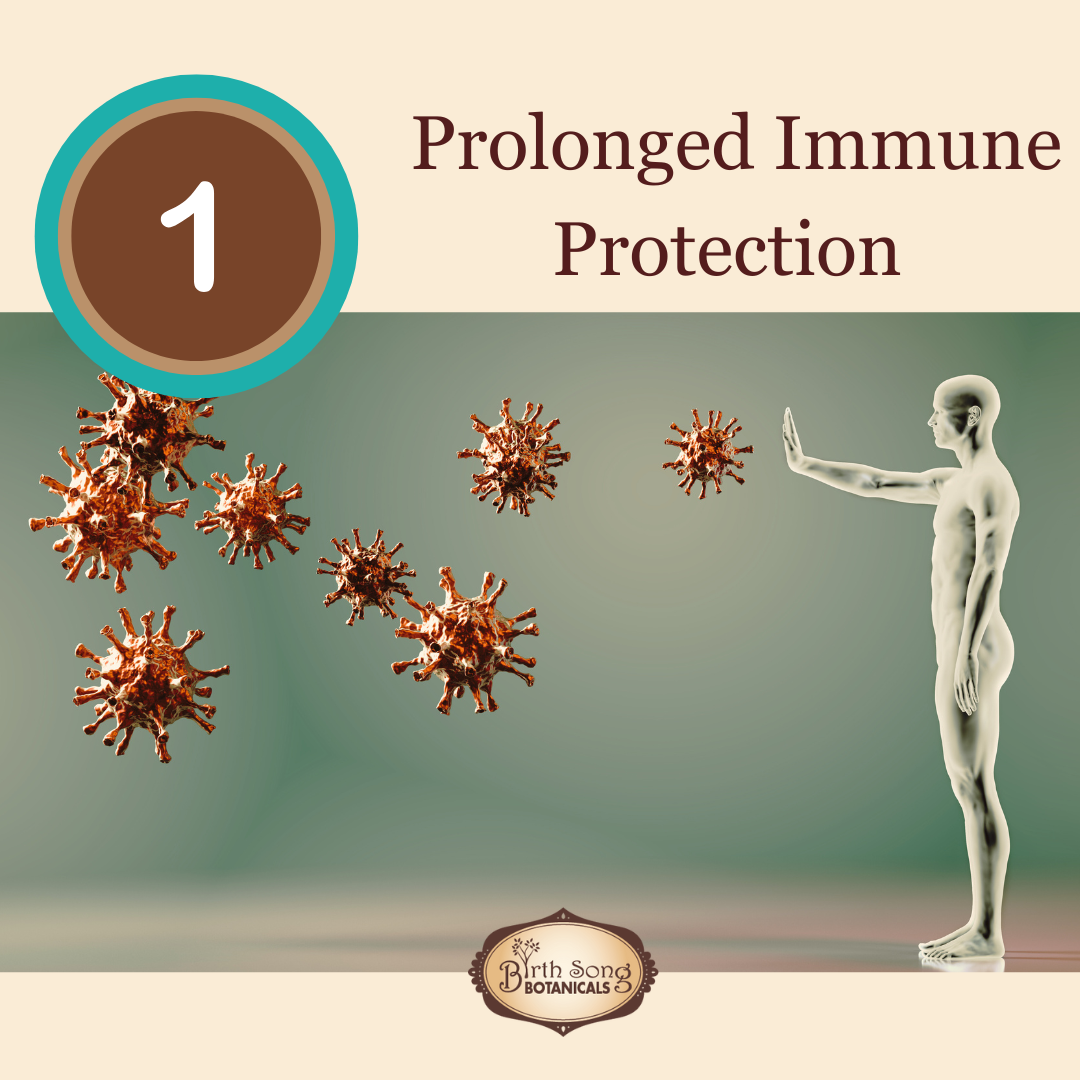 Astragalus Root Complex Immune Support Supplement* - Concordia Style Boutique