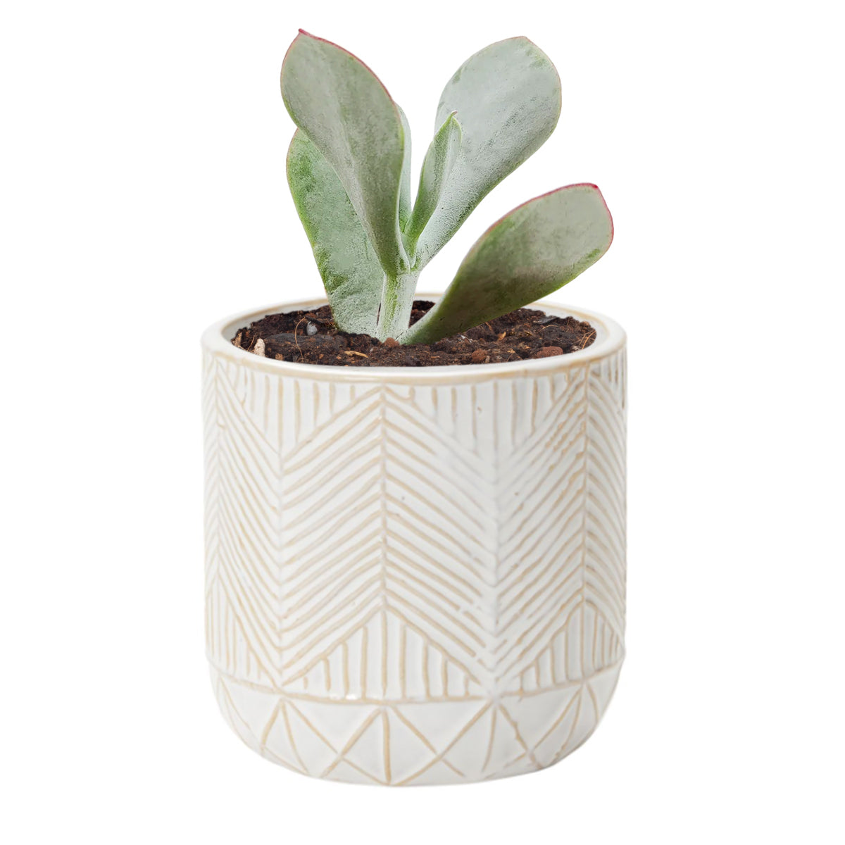 Whitcomb White Ceramic Pot