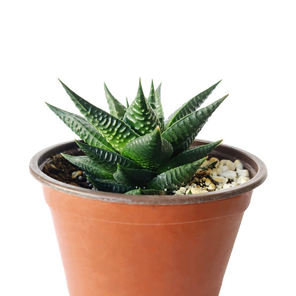 Fairy Washboard Haworthia
