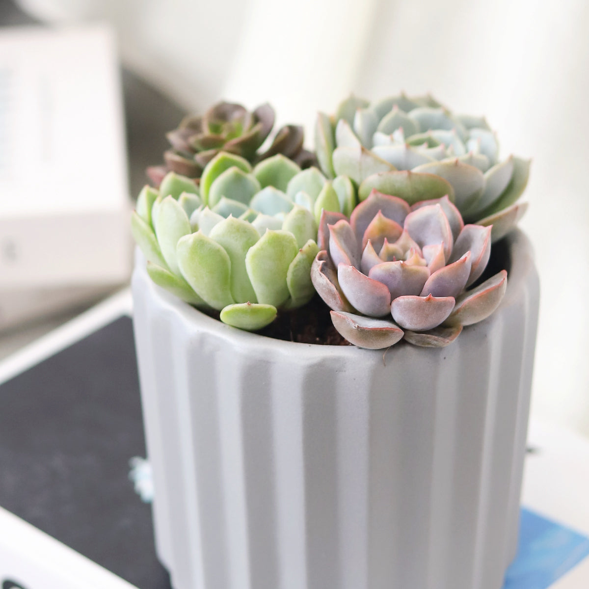 Succulent Arrangement in Grey Ceramic Faux Cement Planter