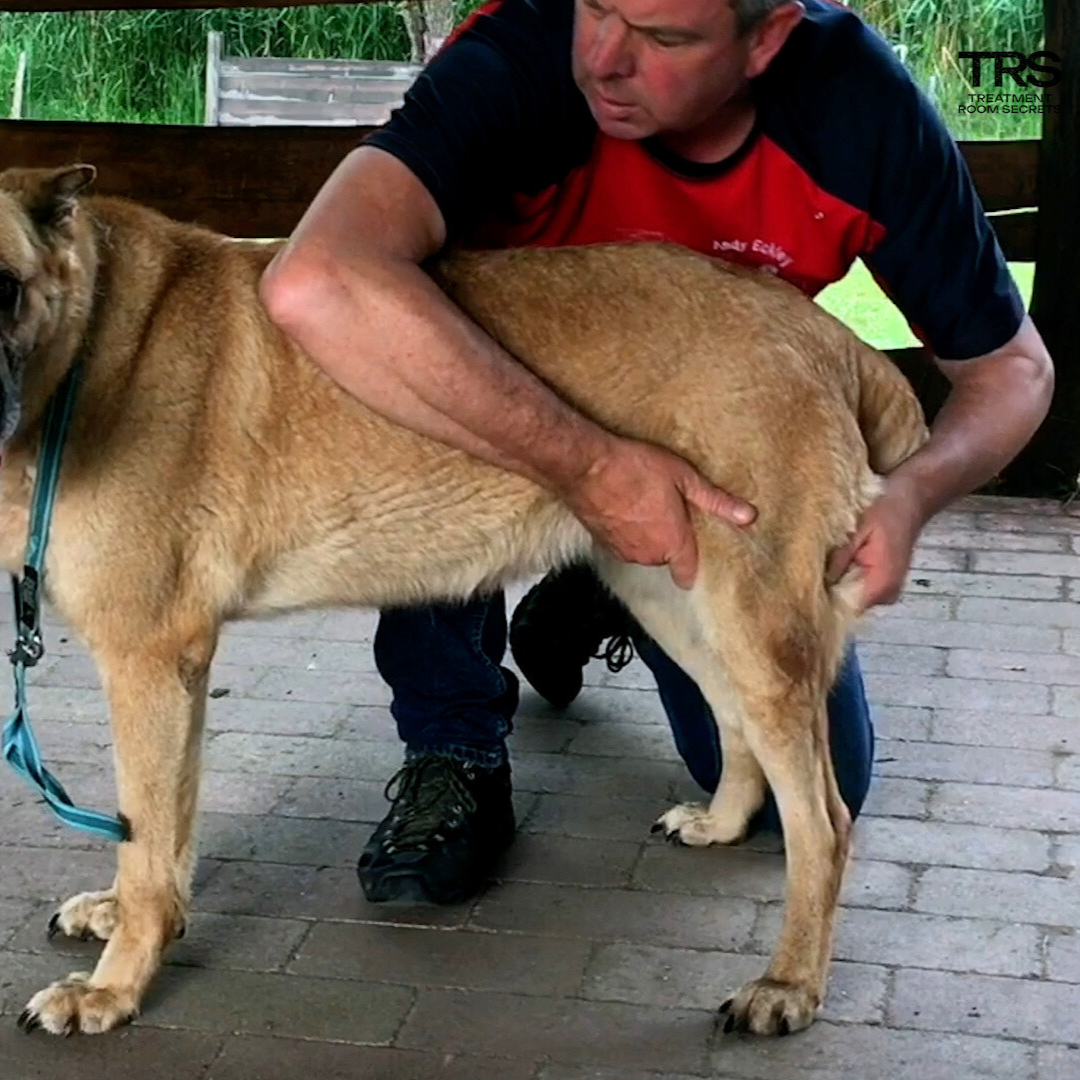 Trigger Point Therapy for Dogs (2.5 hrs) - Concordia Style Boutique