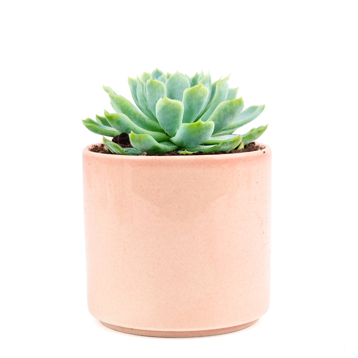 Echeveria Elegans Mexican Snowball